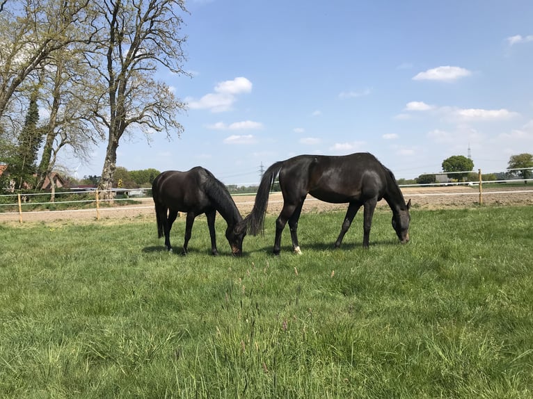 Hanoverian Mare 6 years 15,3 hh Bay-Dark in Rees