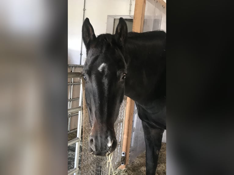 Hanoverian Mare 6 years 15,3 hh Bay-Dark in Rees