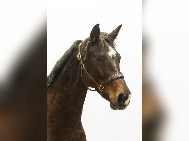 Hanoverian Mare 6 years 15,3 hh Brown in Waddinxveen