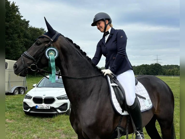 Hanoverian Mare 6 years 16.1 hh Bay-Dark in Isernhagen