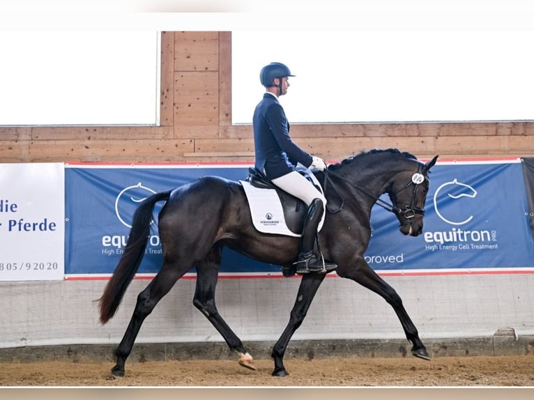 Hanoverian Mare 6 years 16,1 hh Bay-Dark in Postmünster