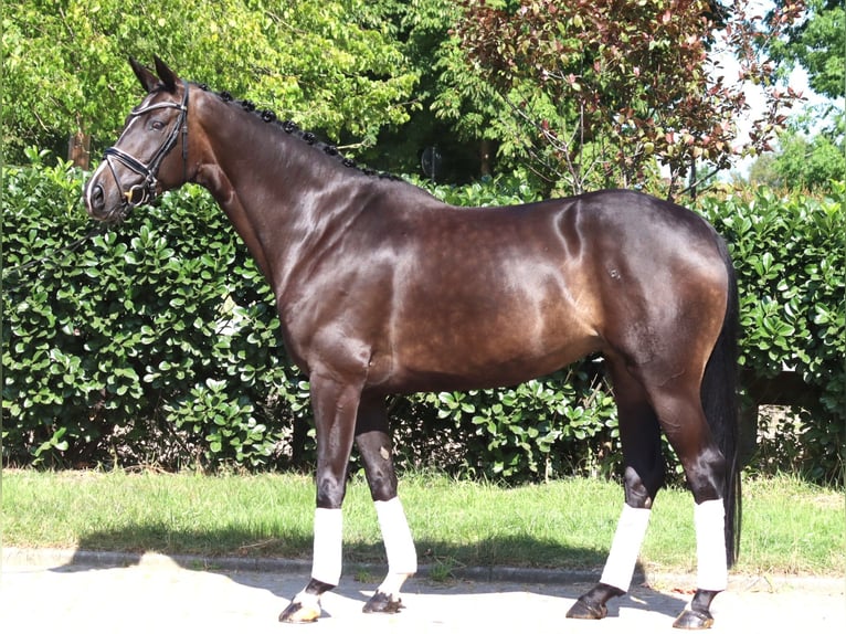 Hanoverian Mare 6 years 16.1 hh Bay-Dark in Selsingen