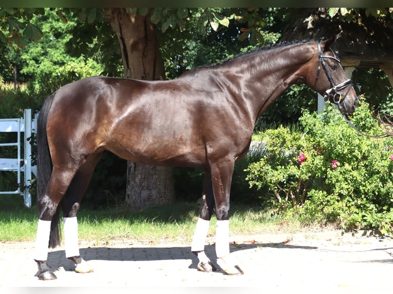 Hanoverian Mare 6 years 16.1 hh Bay-Dark in Selsingen