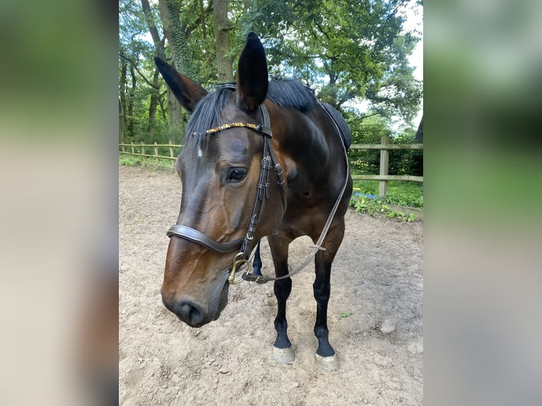Hanoverian Mare 6 years 16.1 hh Bay-Dark in Roßdorf