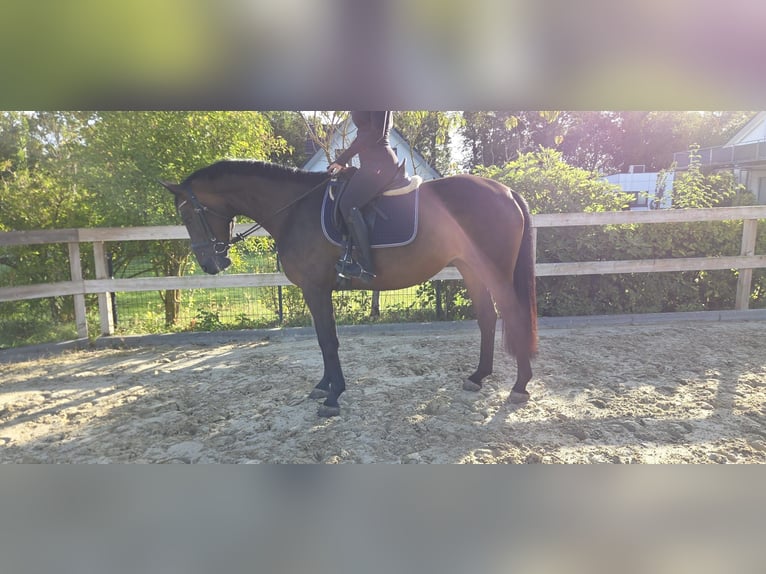 Hanoverian Mare 6 years 16.1 hh Bay-Dark in Roßdorf
