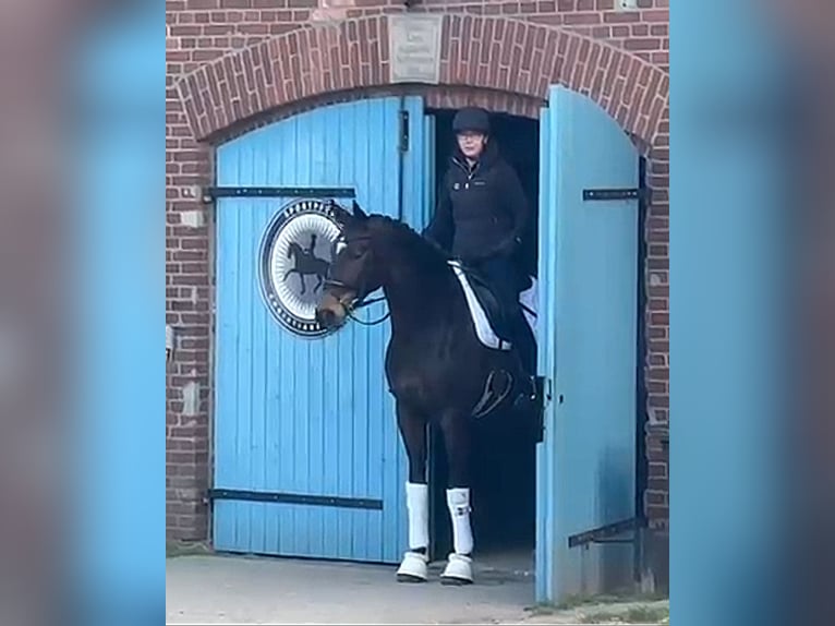 Hanoverian Mare 6 years 16.1 hh Bay-Dark in Warendorf