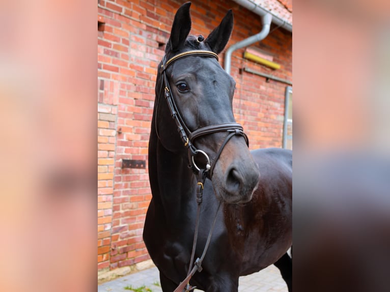 Hanoverian Mare 6 years 16.1 hh Bay-Dark in Dannenberg (Elbe)