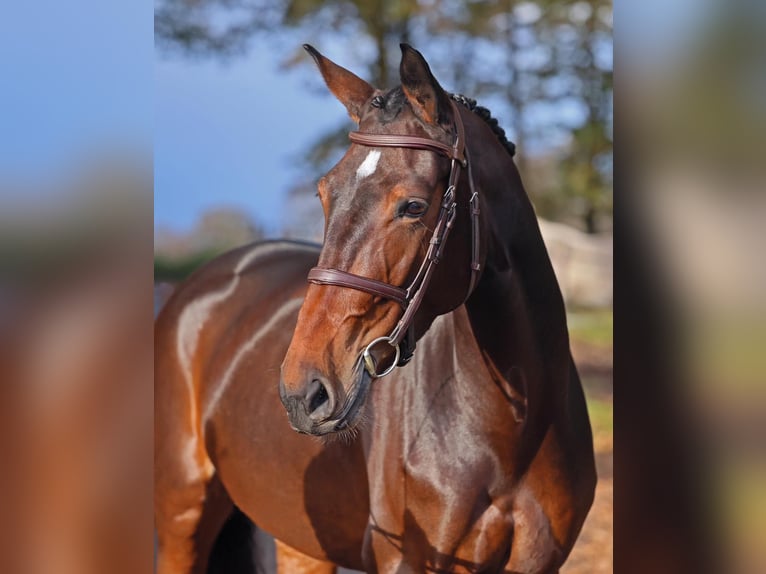 Hanoverian Mare 6 years 16,1 hh Bay-Dark in Diepholz