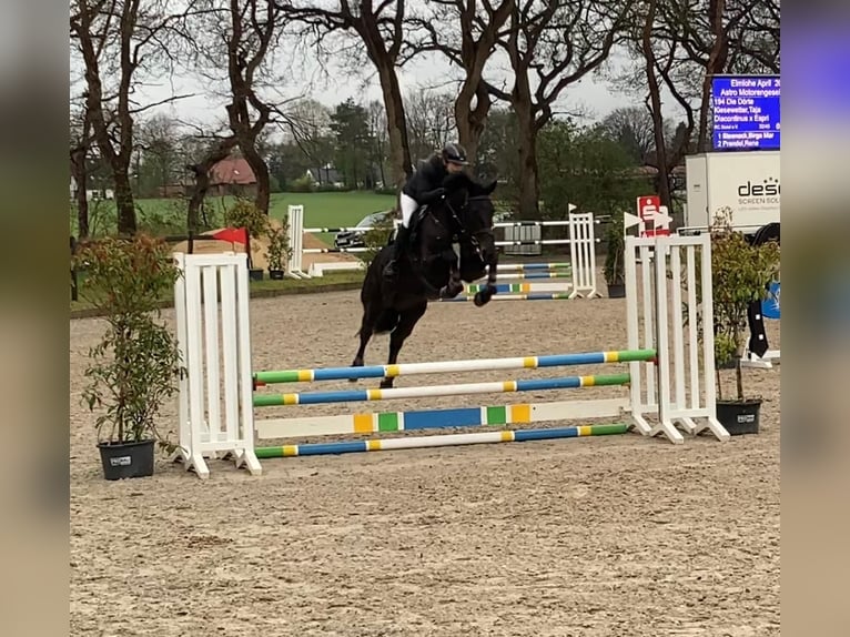 Hanoverian Mare 6 years 16.1 hh Bay-Dark in Loxstedt