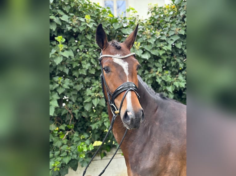 Hanoverian Mare 6 years 16,1 hh Bay in Maisons-Laffitte