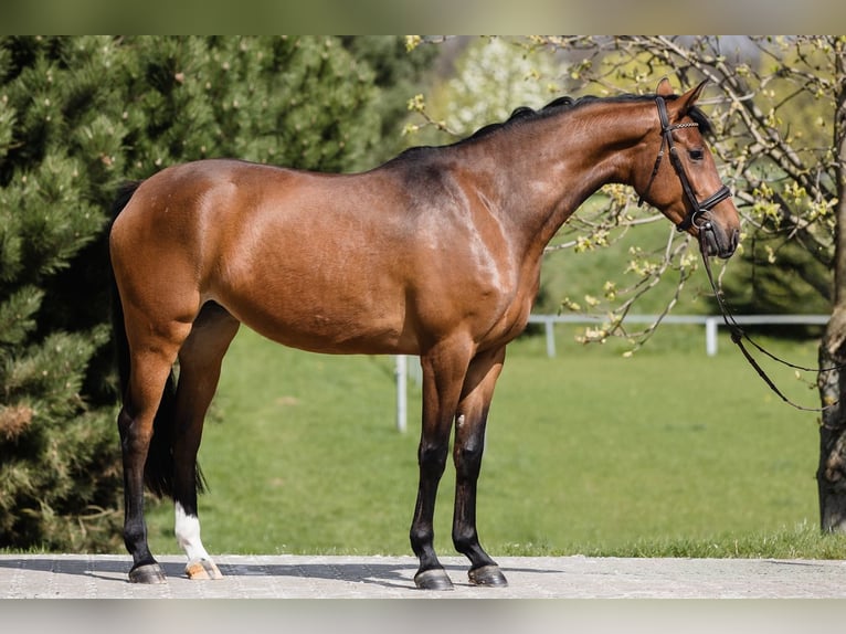 Hanoverian Mare 6 years 16.1 hh Bay in Duszniki