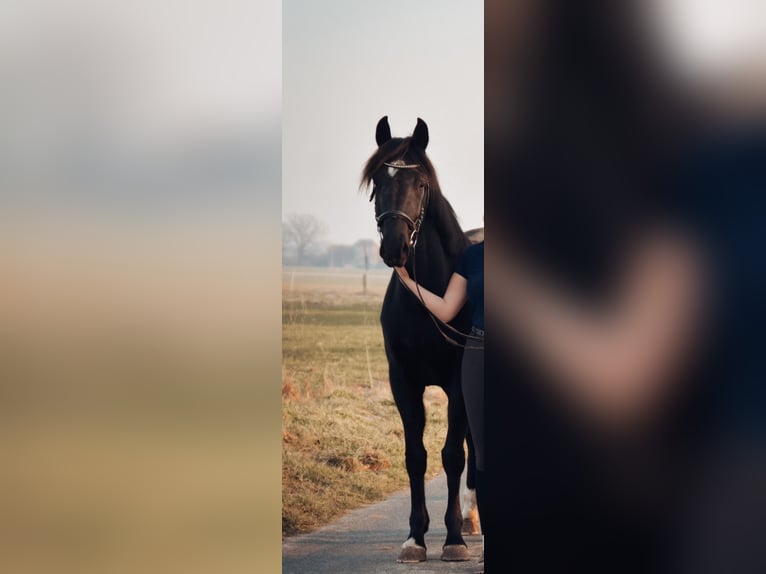 Hanoverian Mare 6 years 16.1 hh Black in Schellerten