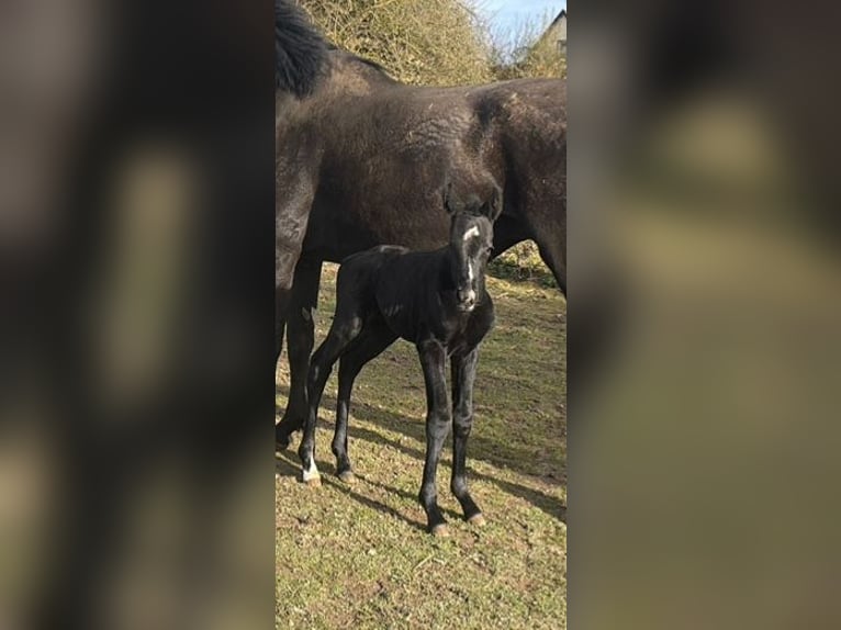 Hanoverian Mare 6 years 16.1 hh Black in Schellerten