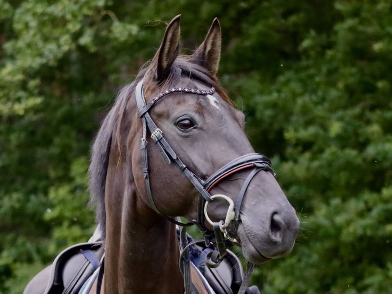 Hanoverian Mare 6 years 16,1 hh Black in Bleckede