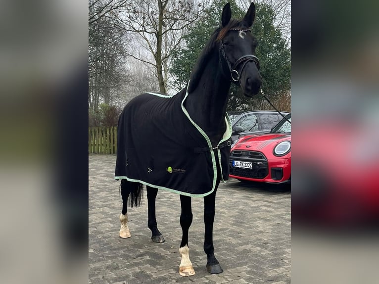 Hanoverian Mare 6 years 16,1 hh Black in Bleckede