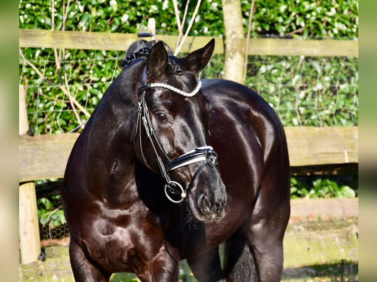 Hanoverian Mare 6 years 16,1 hh Black in Alfstedt