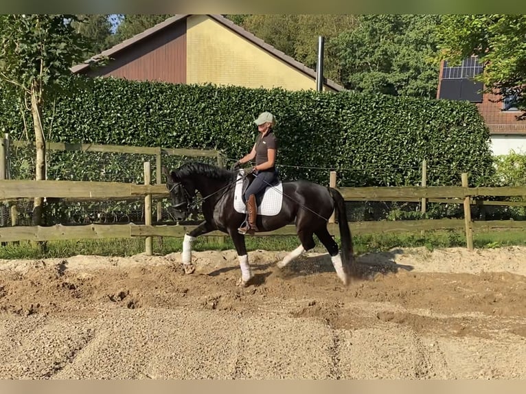 Hanoverian Mare 6 years 16,1 hh Black in Alfstedt