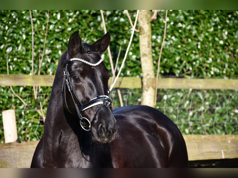 Hanoverian Mare 6 years 16,1 hh Black in Alfstedt