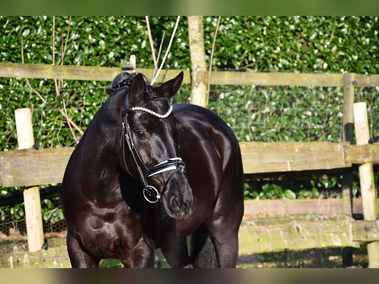 Hanoverian Mare 6 years 16,1 hh Black in Alfstedt