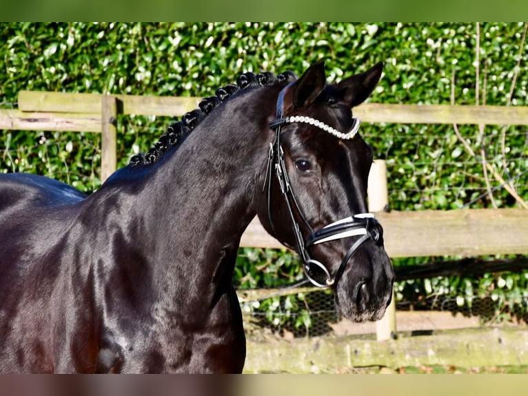 Hanoverian Mare 6 years 16,1 hh Black in Alfstedt