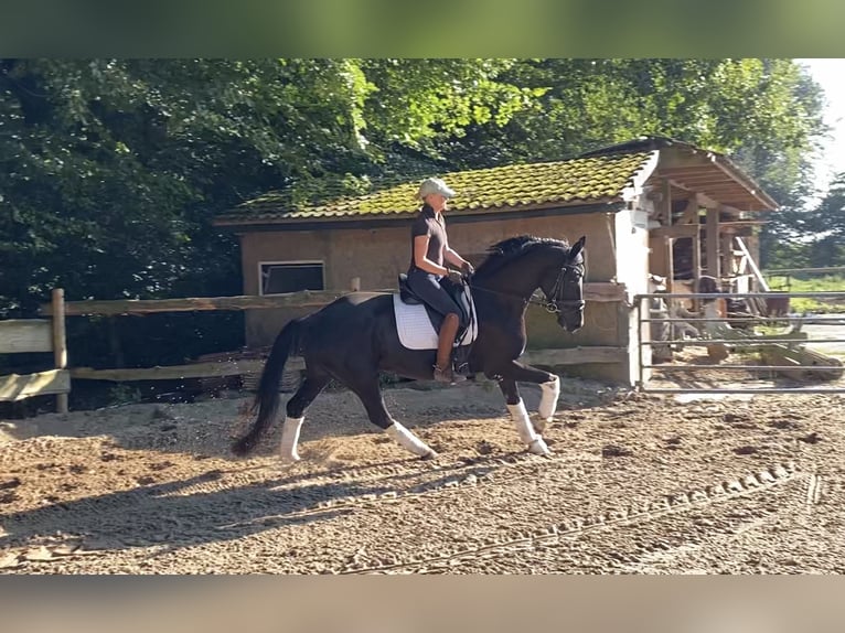 Hanoverian Mare 6 years 16,1 hh Black in Alfstedt