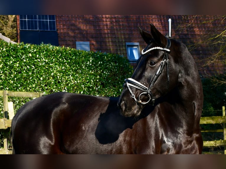 Hanoverian Mare 6 years 16,1 hh Black in Alfstedt