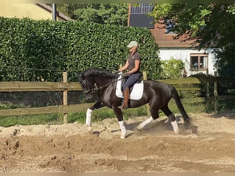 Hanoverian Mare 6 years 16,1 hh Black in Alfstedt