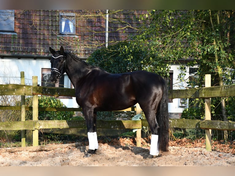 Hanoverian Mare 6 years 16,1 hh Black in Alfstedt