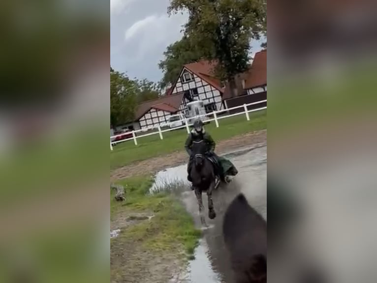 Hanoverian Mare 6 years 16.1 hh Black in Bünde
