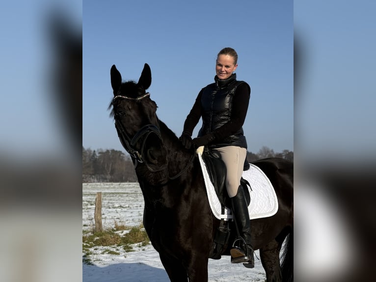 Hanoverian Mare 6 years 16.1 hh Black in Westerkappeln