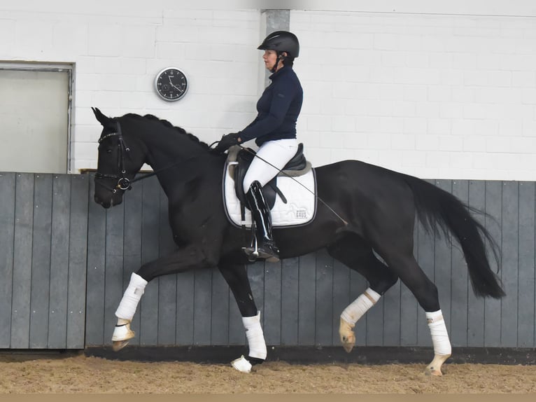 Hanoverian Mare 6 years 16,1 hh Black in Tiddische