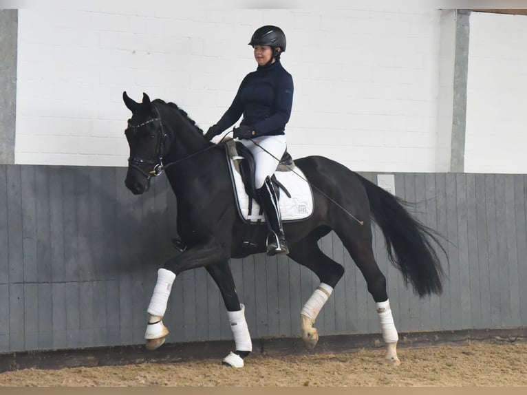 Hanoverian Mare 6 years 16,1 hh Black in Tiddische