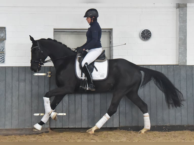 Hanoverian Mare 6 years 16,1 hh Black in Tiddische