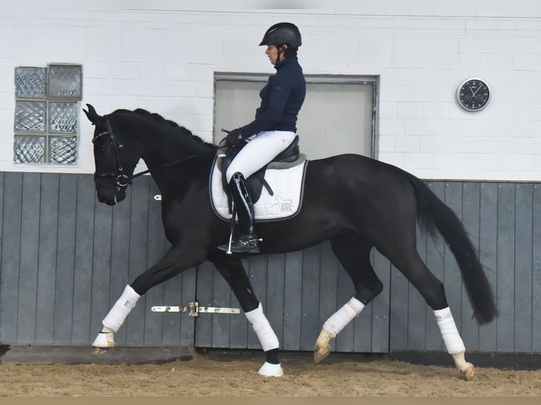 Hanoverian Mare 6 years 16,1 hh Black in Tiddische