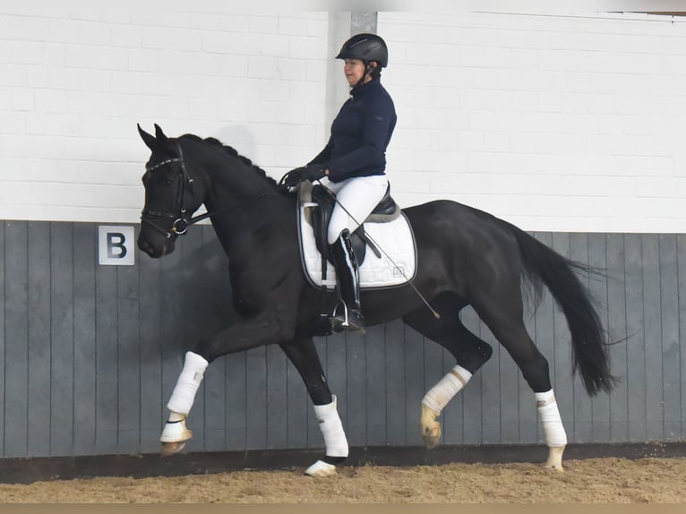 Hanoverian Mare 6 years 16,1 hh Black in Tiddische