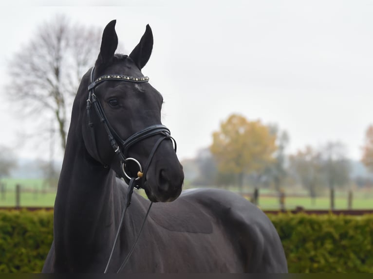 Hanoverian Mare 6 years 16,1 hh Black in Tiddische