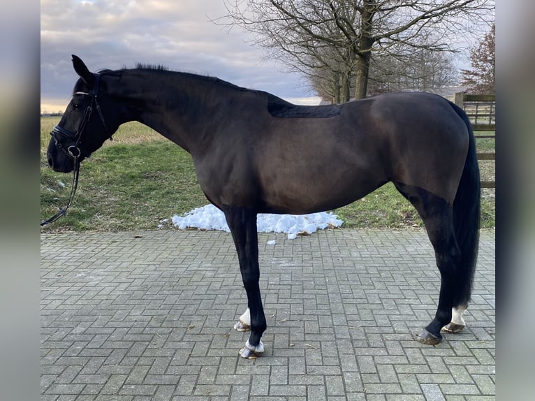 Hanoverian Mare 6 years 16,1 hh Black in Vechta