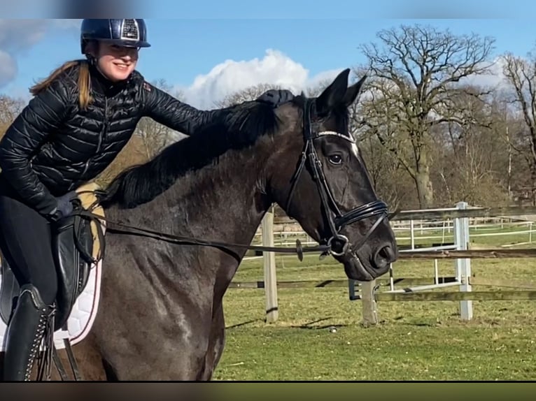 Hanoverian Mare 6 years 16,1 hh Black in Vechta