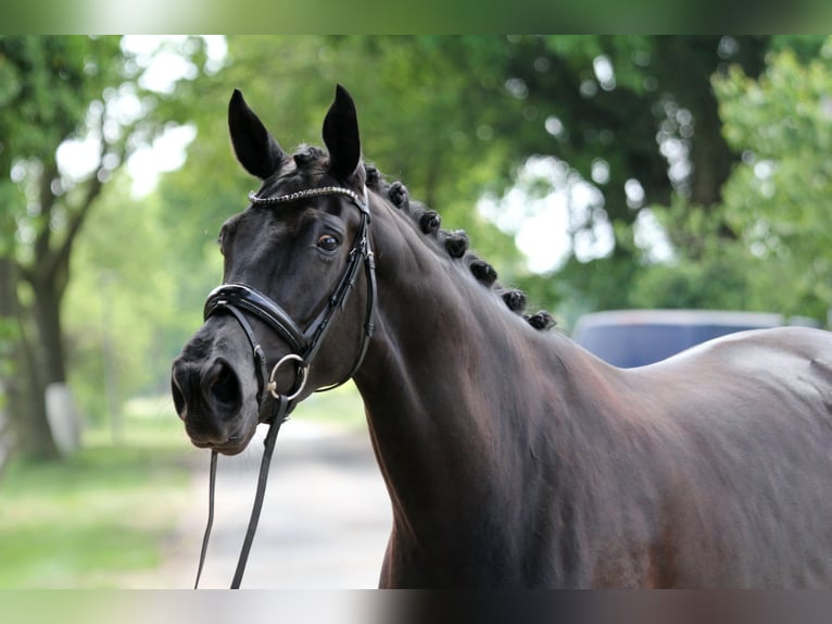 Hanoverian Mare 6 years 16,1 hh Black in Wingst