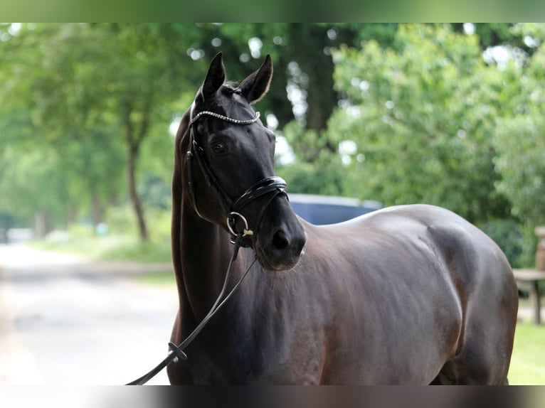 Hanoverian Mare 6 years 16,1 hh Black in Wingst