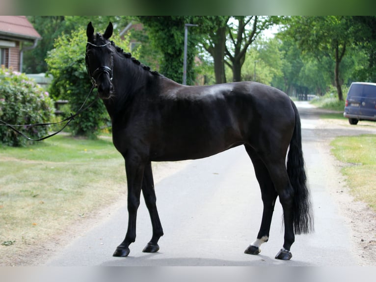 Hanoverian Mare 6 years 16,1 hh Black in Wingst