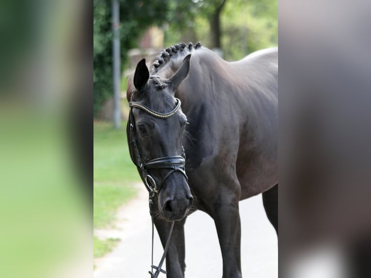 Hanoverian Mare 6 years 16,1 hh Black in Wingst