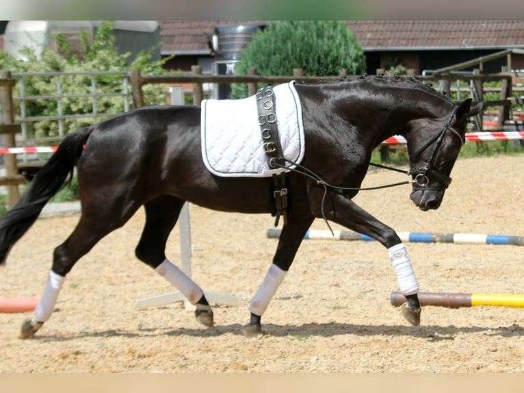 Hanoverian Mare 6 years 16,1 hh Black in Wingst