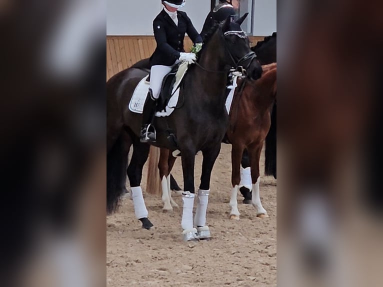 Hanoverian Mare 6 years 16,1 hh Black in Starnberg