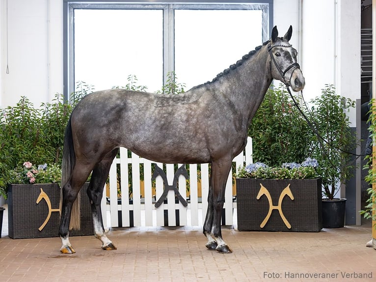 Hanoverian Mare 6 years 16.1 hh Black in Verden