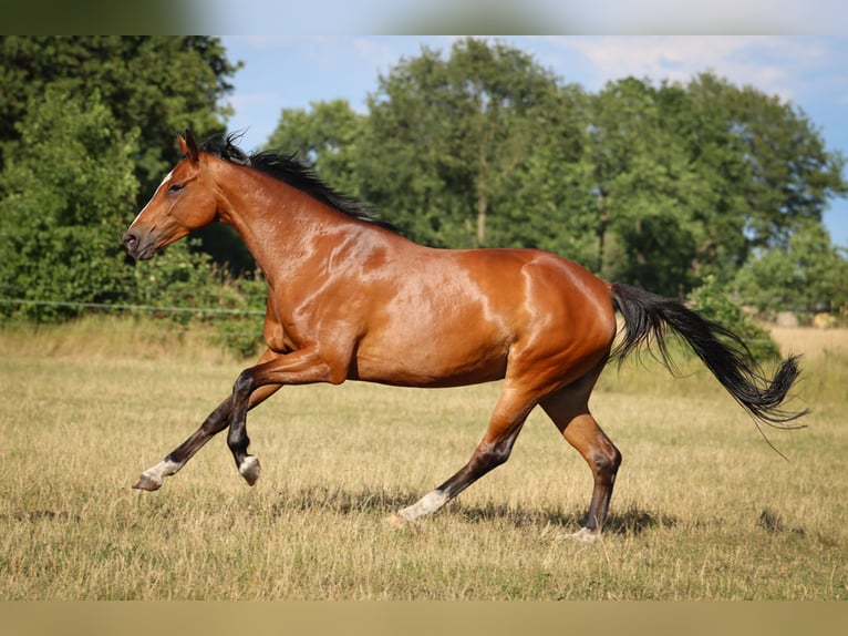 Hanoverian Mare 6 years 16.1 hh Brown in Rickling