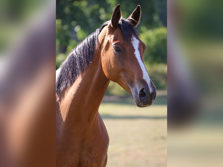 Hanoverian Mare 6 years 16.1 hh Brown in Rickling