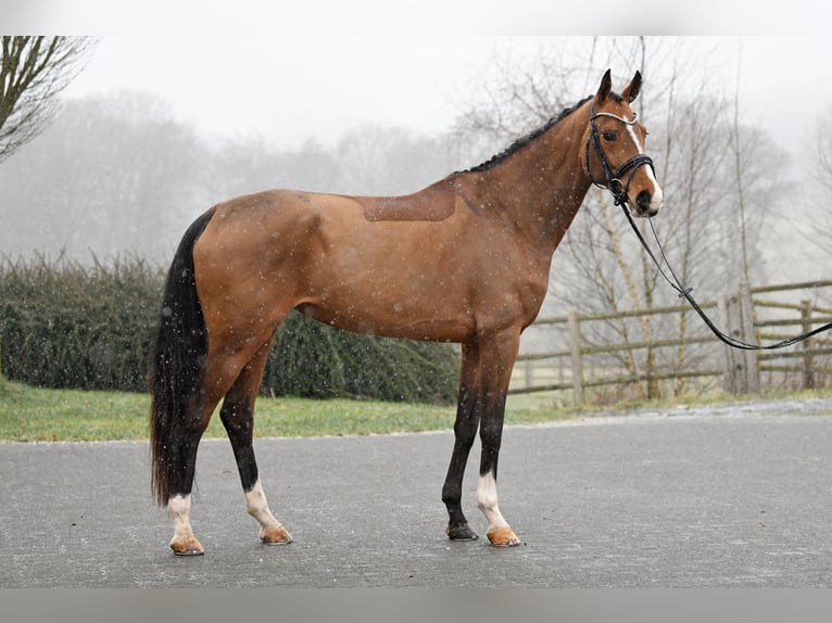 Hanoverian Mare 6 years 16,1 hh Brown in Bonefeld