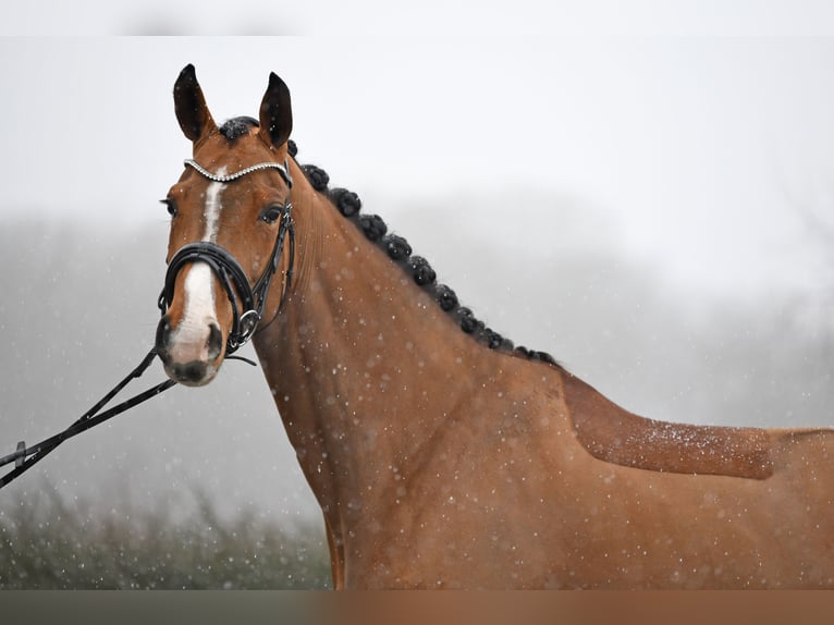 Hanoverian Mare 6 years 16,1 hh Brown in Bonefeld