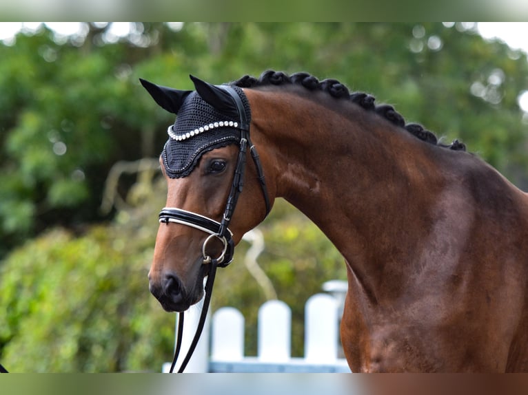 Hanoverian Mare 6 years 16,1 hh Brown in Freienwill